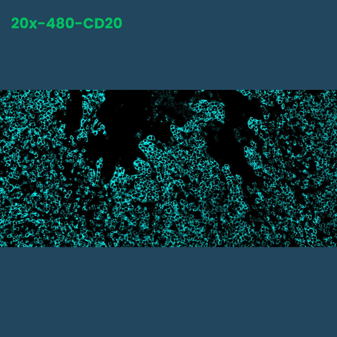 TSA Fluorophore CM480