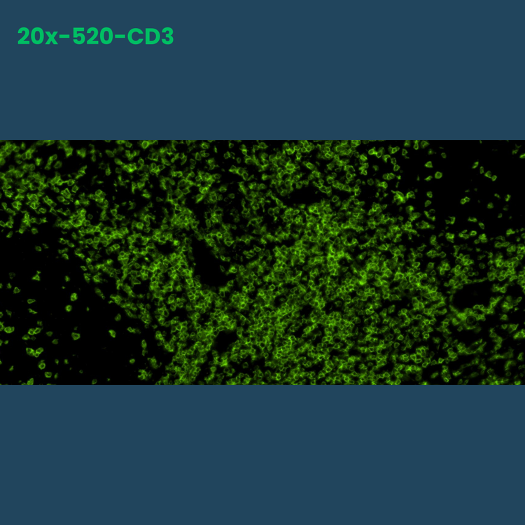 TSA Fluorophore CM520 - Celnovte Biotechnology