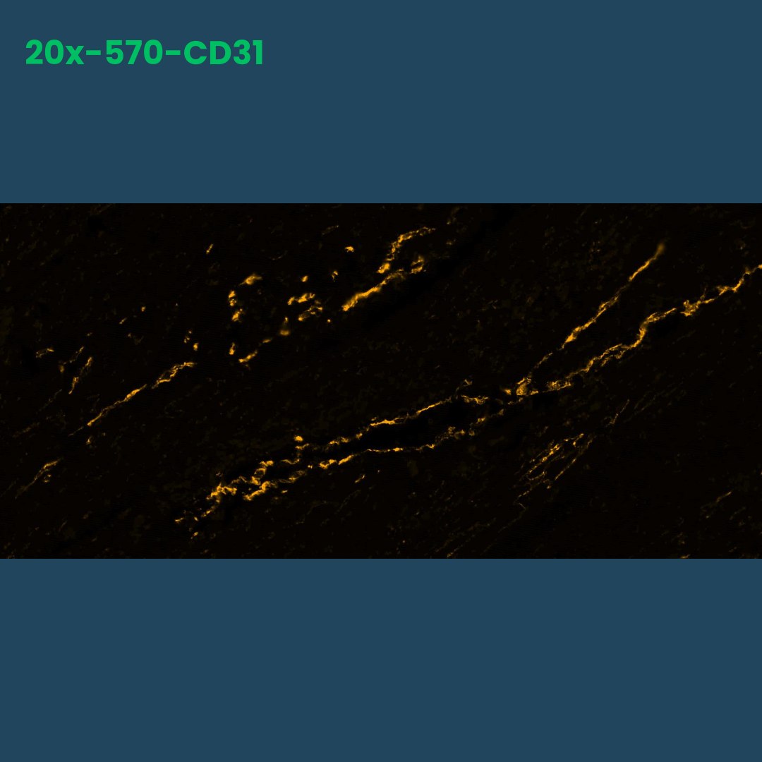 TSA Fluorophore CM570 - Celnovte Biotechnology