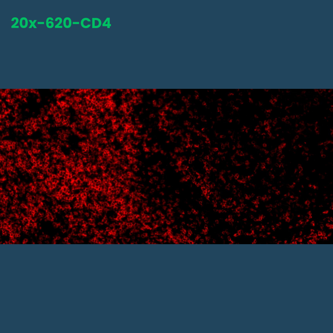 TSA Fluorophore CM620 - Celnovte Biotechnology