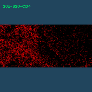 TSA Fluorophore CM620 - Celnovte Biotechnology