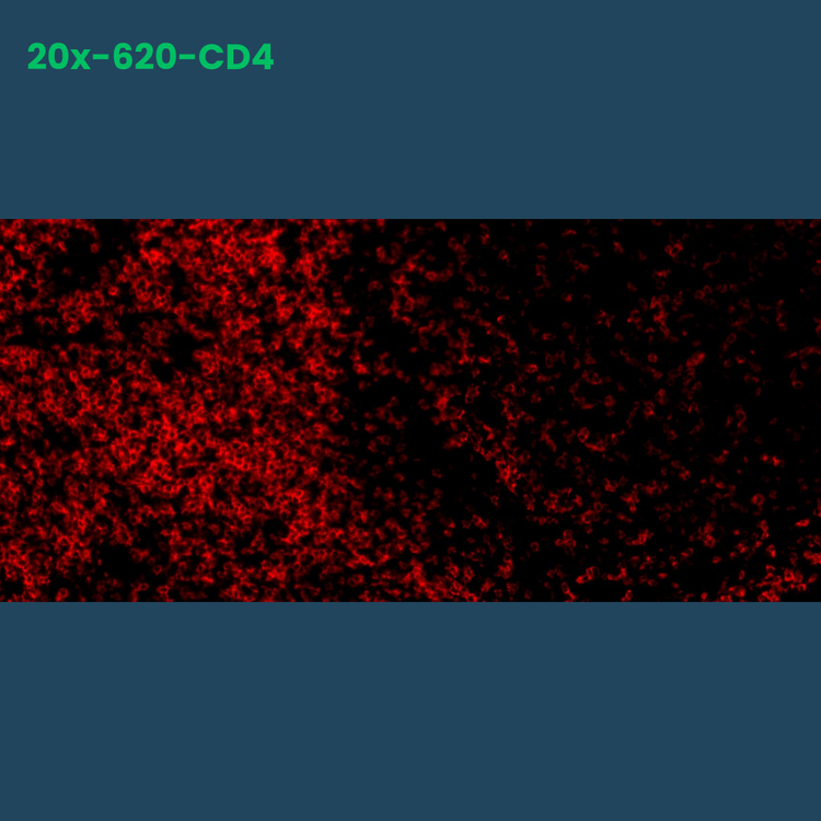 TSA Fluorophore  CM620 - Celnovte Biotechnology