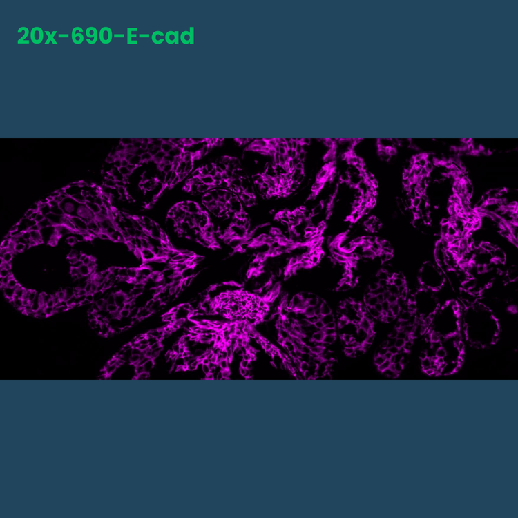 TSA Fluorophore  CM690 - Celnovte Biotechnology