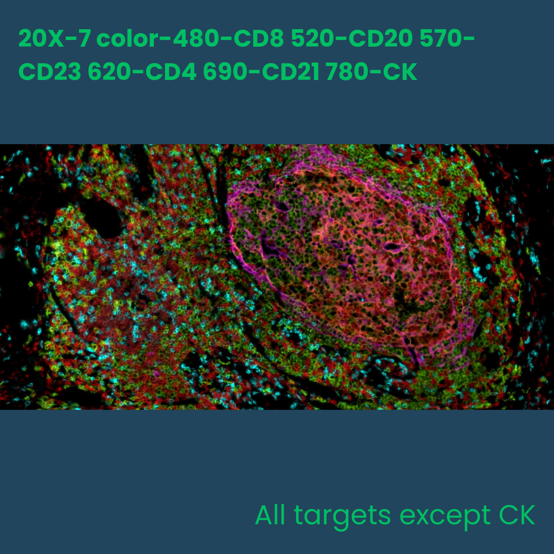 7-color multiplex fluorescence
