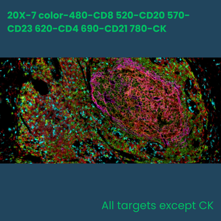 7-color multiplex fluorescence