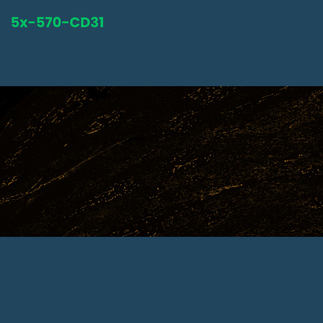 TSA Fluorophore CM570 - Celnovte Biotechnology