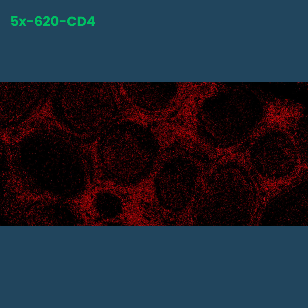 TSA Fluorophore CM620 - Celnovte Biotechnology