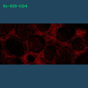 TSA Fluorophore CM620 - Celnovte Biotechnology