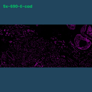 TSA Fluorophore CM690 - Celnovte Biotechnology