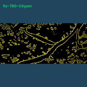 TSA Fluorophore CM780 - Celnovte Biotechnology