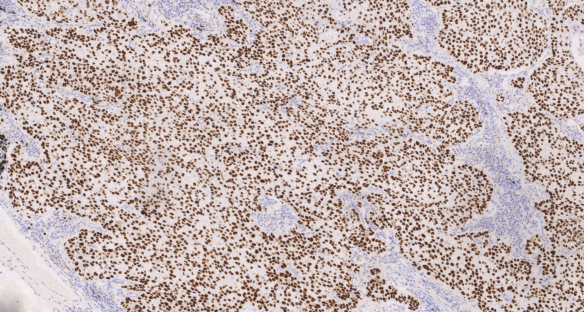 P40(C3B4), MMab