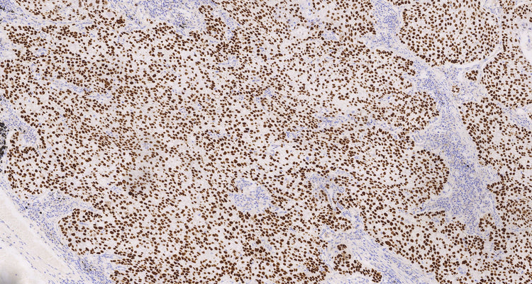 P40(C3B4), MMab