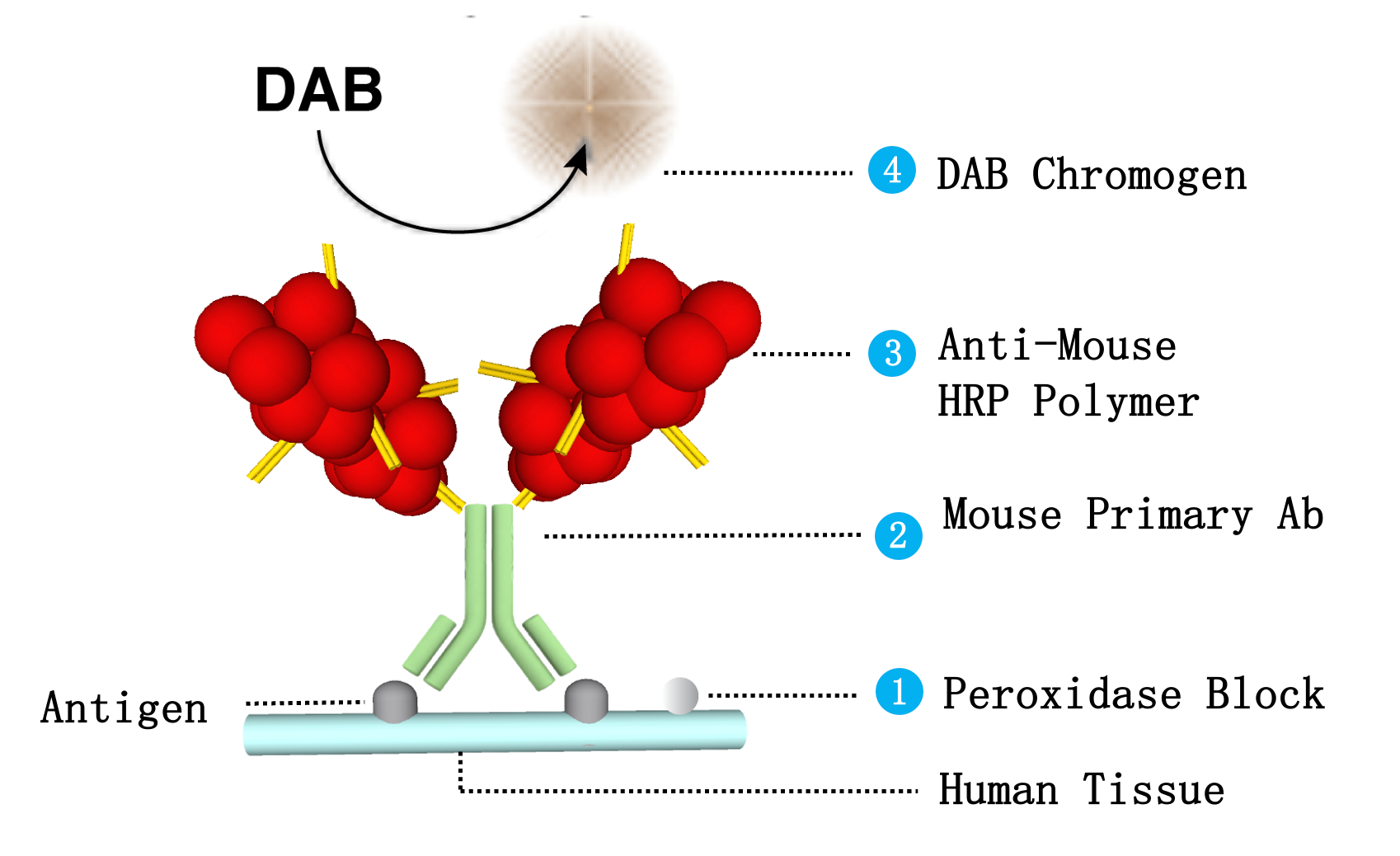 MicroStacker™ Goat Anti-Mouse HRP-Polymer