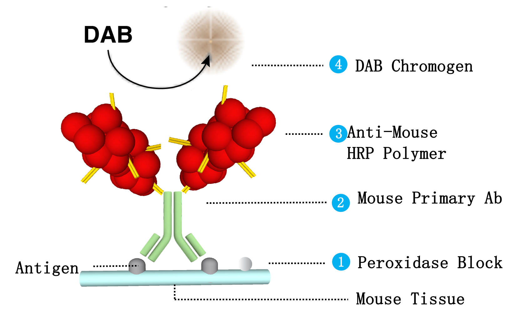MicroStacker Mouse-on-Mouse HRP Polymer