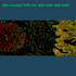 4-color multiplex fluorescence IHC detection kit (rabbit-on-rodent) - Celnovte Biotechnology