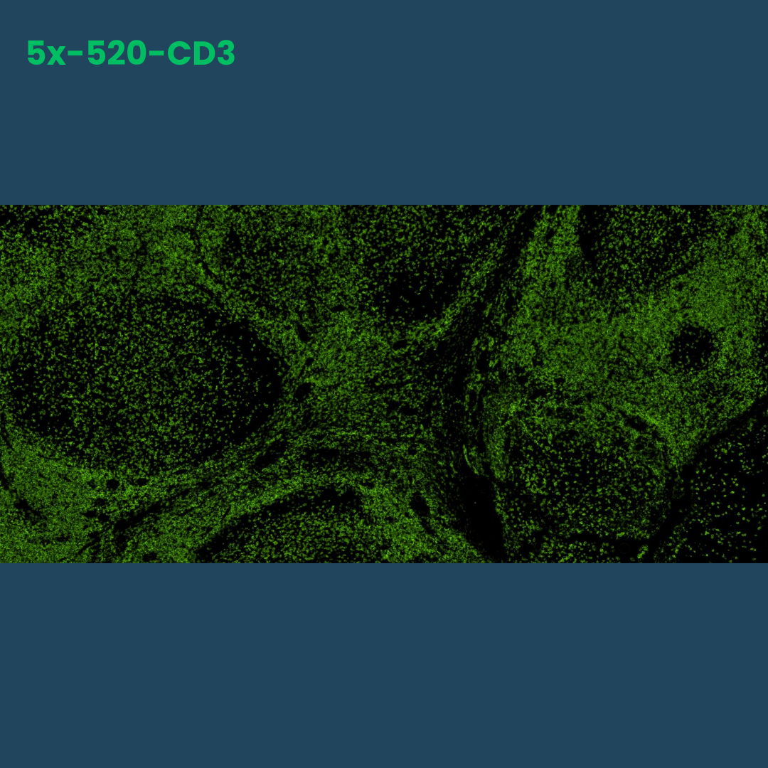 TSA Fluorophore CM520