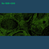 TSA Fluorophore CM520 - Celnovte Biotechnology