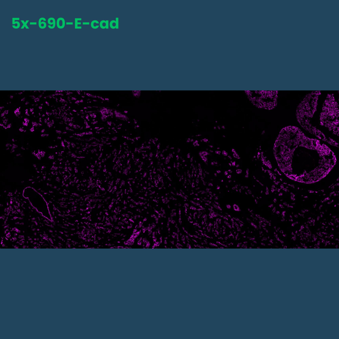 TSA Fluorophore  CM690