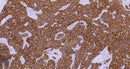 Cytokeratin 19(C8G9), MMab - Celnovte Biotechnology