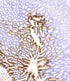 Cytokeratin 20(C7C11), MMab - Celnovte Biotechnology