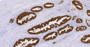 Villin(C2E10), MMab - Celnovte Biotechnology