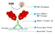 MicroStacker Rabbit-on-Rodent HRP Polymer